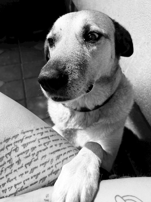 Ala- petsitter Olteni sau Bonă pentru animale pentru câini pisici