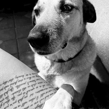 thumbnail petsitter Olteni sau bonă pentru animale pentru câini pisici