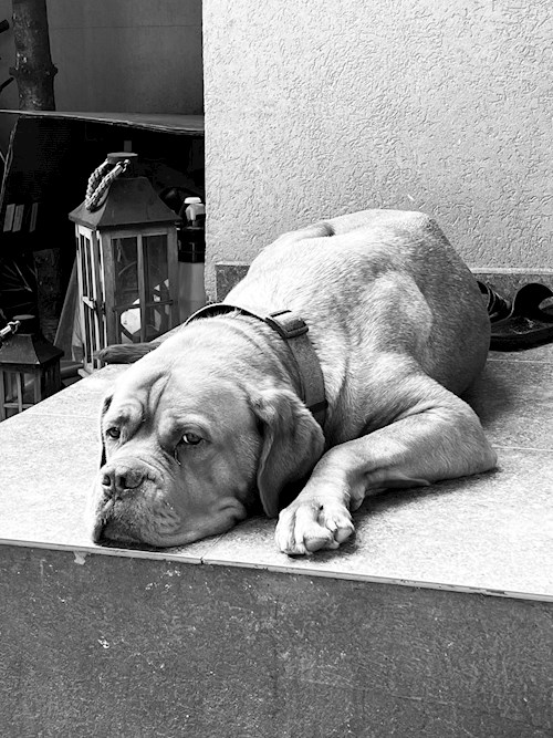 Ala- petsitter Olteni sau Bonă pentru animale pentru câini pisici