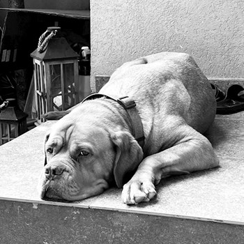 thumbnail petsitter Olteni sau bonă pentru animale pentru câini pisici