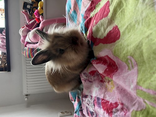 Ala- petsitter Olteni sau Bonă pentru animale pentru câini pisici