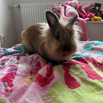 thumbnail petsitter Olteni sau bonă pentru animale pentru câini pisici