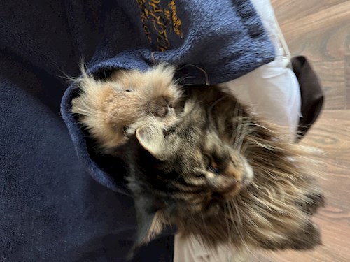 Ala- petsitter Olteni sau Bonă pentru animale pentru câini pisici