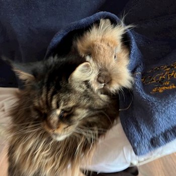 thumbnail petsitter Olteni sau bonă pentru animale pentru câini pisici