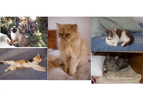 pop- petsitter Cluj-Napoca sau Bonă pentru animale pentru