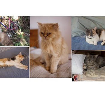 thumbnail petsitter Cluj-Napoca sau bonă pentru animale pentru