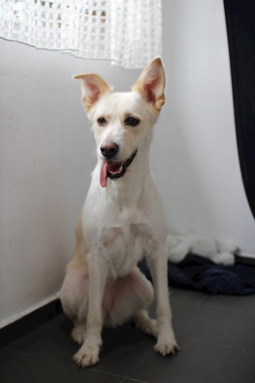 pop- petsitter Cluj-Napoca sau Bonă pentru animale pentru