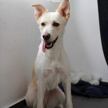 thumbnail petsitter Cluj-Napoca sau bonă pentru animale pentru