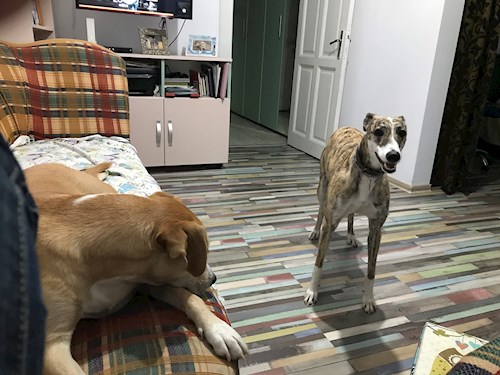 Daniela- petsitter București or Pet nanny for dogs cats