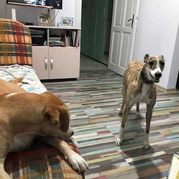 thumbnail petsitter București or pet nanny for dogs cats