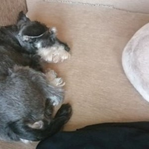 petsitter Cluj-Napoca or Pet nanny for Dogs Cats