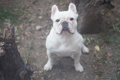 pop- petsitter Cluj-Napoca sau Bonă pentru animale pentru