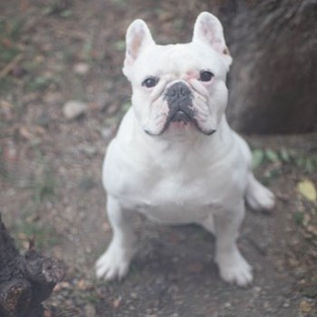 thumbnail petsitter Cluj-Napoca sau bonă pentru animale pentru