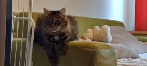 Teodora- petsitter Cluj-Napoca or Pet nanny for cats
