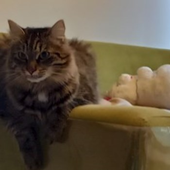 thumbnail petsitter Cluj-Napoca or pet nanny for cats