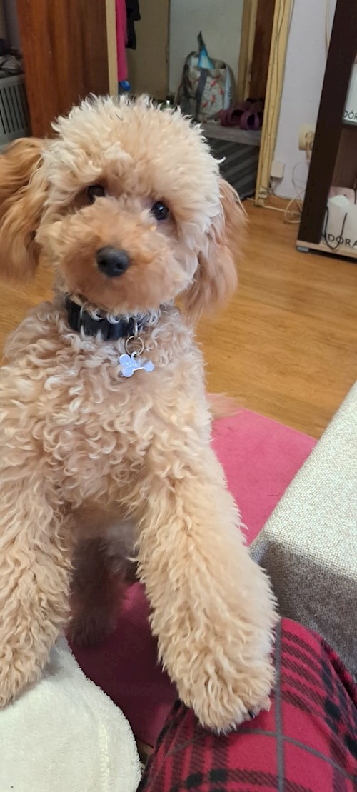 Draghici- petsitter București or Pet nanny for dogs cats