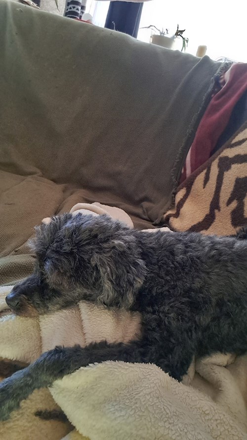 Draghici- petsitter București or Pet nanny for dogs cats