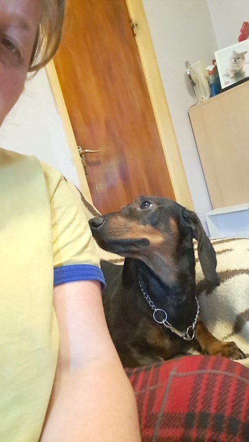 Draghici- petsitter București or Pet nanny for dogs cats