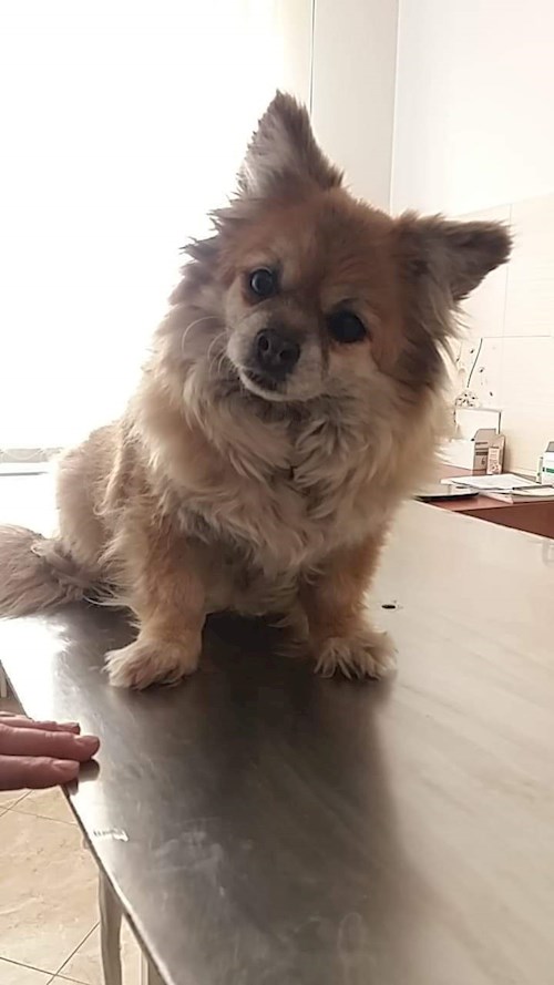 Draghici- petsitter București or Pet nanny for dogs cats