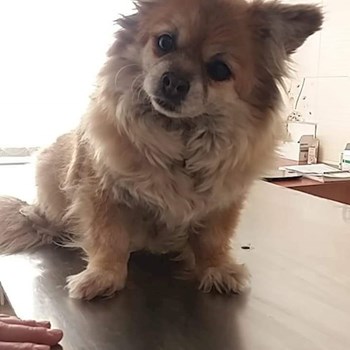 thumbnail petsitter București or pet nanny for dogs cats