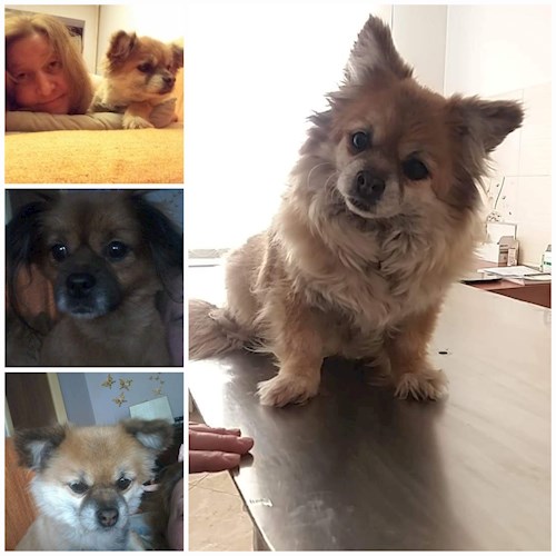 Draghici- petsitter București or Pet nanny for dogs cats