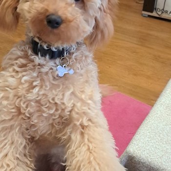 thumbnail petsitter București or pet nanny for dogs cats