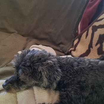 thumbnail petsitter București or pet nanny for dogs cats