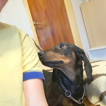 thumbnail petsitter București or pet nanny for dogs cats