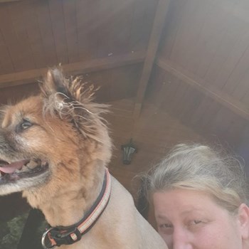 thumbnail petsitter București or pet nanny for dogs cats