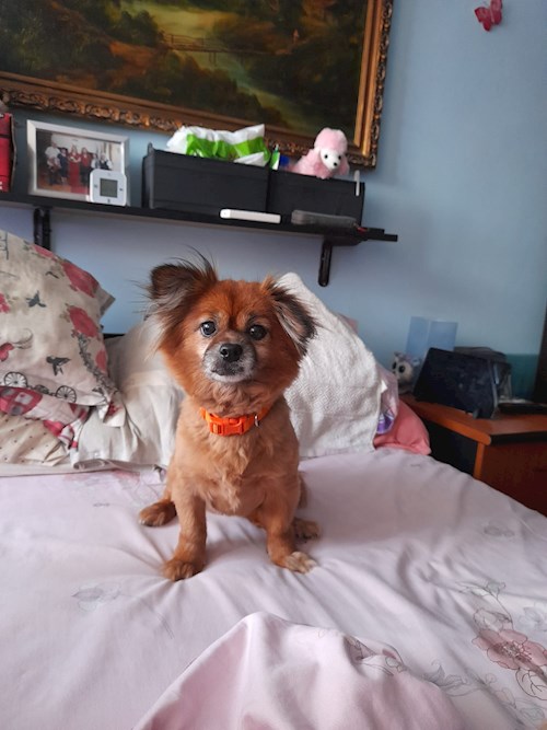 Draghici- petsitter București or Pet nanny for dogs cats