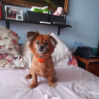 thumbnail petsitter București or pet nanny for dogs cats