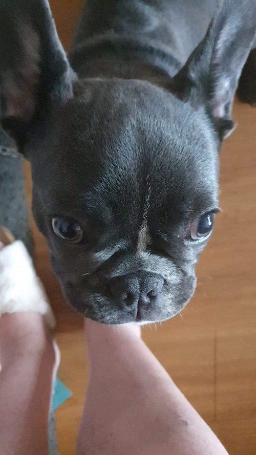 Draghici- petsitter București or Pet nanny for dogs cats