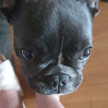 thumbnail petsitter București or pet nanny for dogs cats