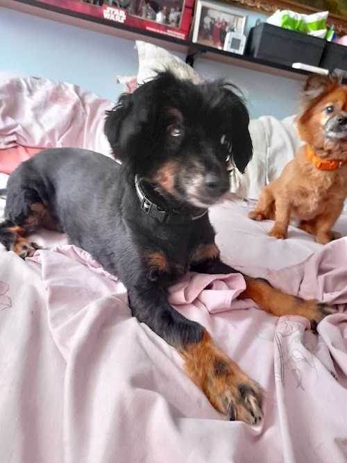 Draghici- petsitter București or Pet nanny for dogs cats