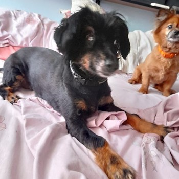 thumbnail petsitter București or pet nanny for dogs cats