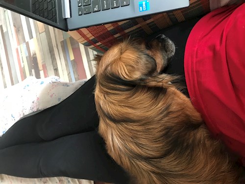 Daniela- petsitter București or Pet nanny for dogs cats