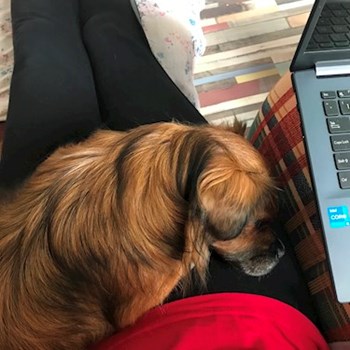 thumbnail petsitter București or pet nanny for dogs cats