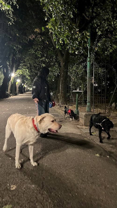 Iancu- petsitter București sau Bonă pentru animale pentru câini pisici