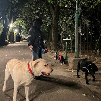 thumbnail petsitter București sau bonă pentru animale pentru câini pisici