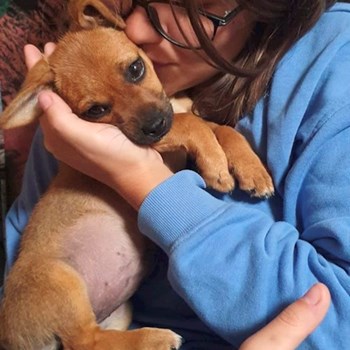 thumbnail petsitter Florești sau bonă pentru animale pentru câini pisici