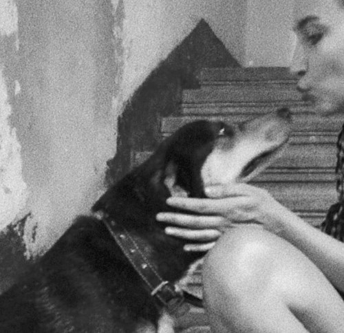 Chiriac- petsitter Timișoara sau Bonă pentru animale pentru câini pisici 