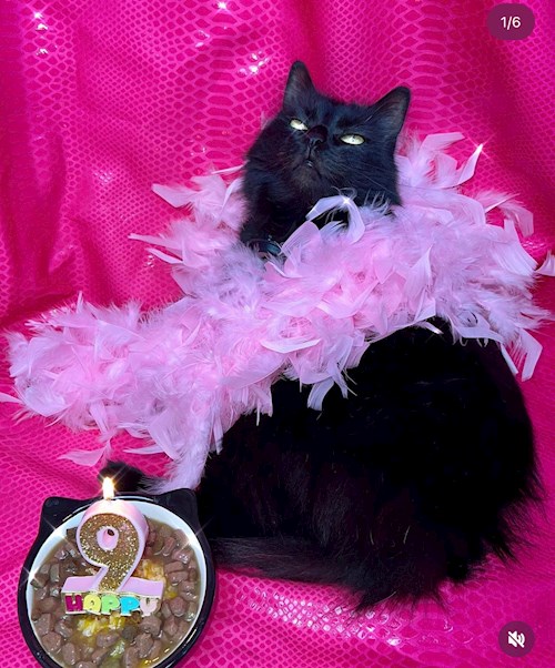 Chiriac- petsitter Timișoara sau Bonă pentru animale pentru câini pisici 