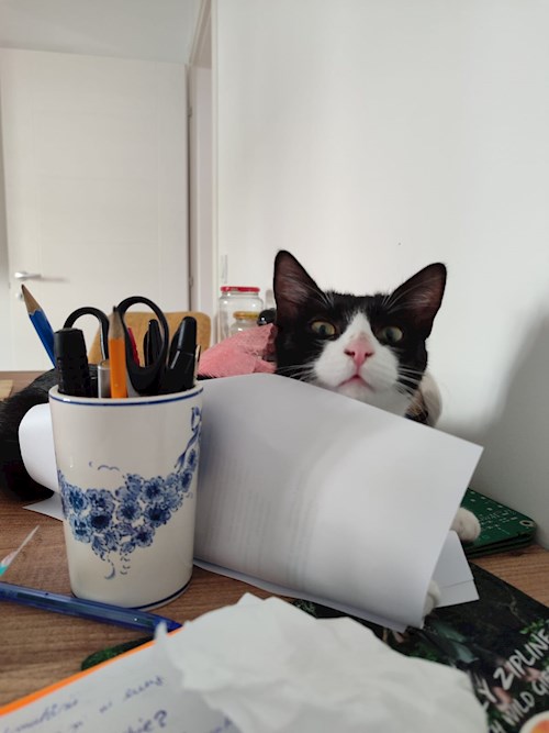 florentina- petsitter Iași sau Bonă pentru animale pentru câini pisici