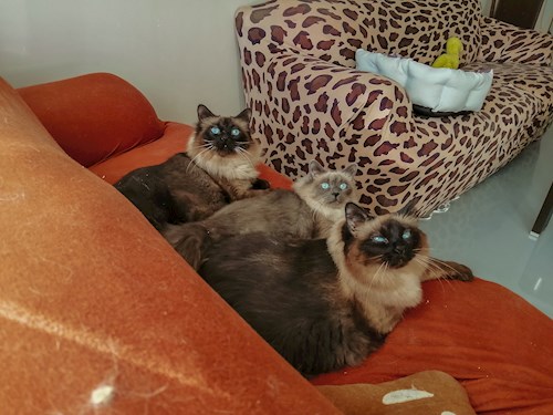 Ioana- petsitter Florești sau Bonă pentru animale pentru pisici