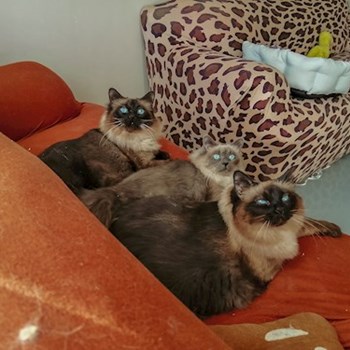 thumbnail petsitter Florești sau bonă pentru animale pentru pisici