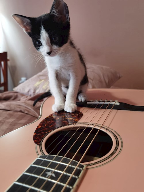 Ioana- petsitter Florești sau Bonă pentru animale pentru pisici