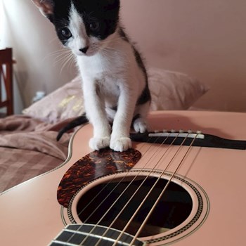 thumbnail petsitter Florești sau bonă pentru animale pentru pisici