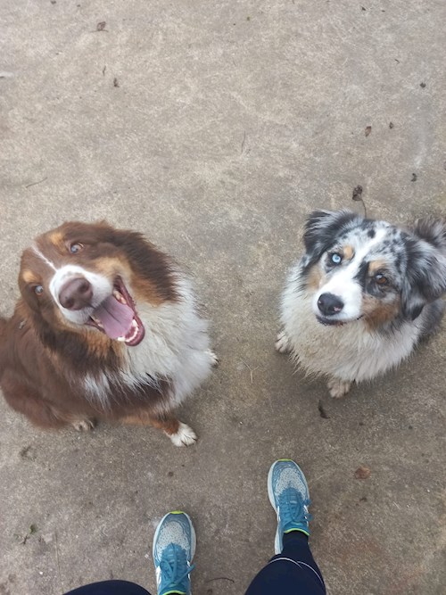 Allison- petsitter București sau Bonă pentru animale pentru câini pisici