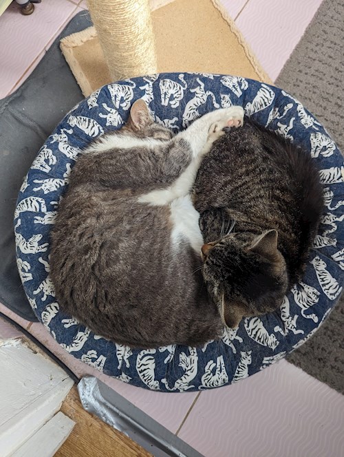 Allison- petsitter București sau Bonă pentru animale pentru câini pisici