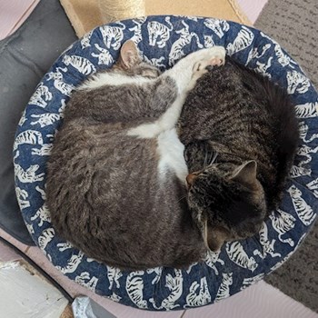 thumbnail petsitter București sau bonă pentru animale pentru câini pisici